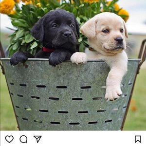 Meet your Posher, Connie